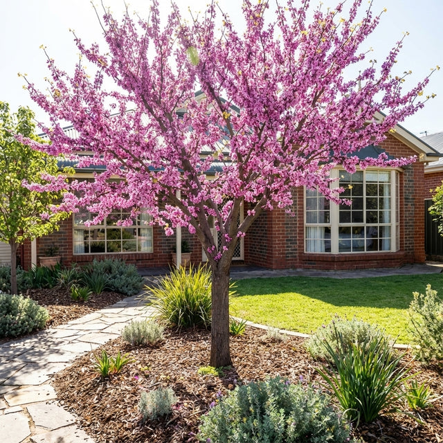 A Chinese Redbud - Cercis chinensis ‘Faerie Queen’, an elegant ornamental tree with vibrant spring flowers, stands before a brick house featuring large windows and a tidy garden path.