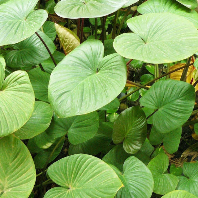 Chinese Taro - Alocasia cucullata-Evergreen,Moderate Growing,Moderate Water,Ornamental,Outdoor,Partial Shade,Tropical-Nursery Near Me