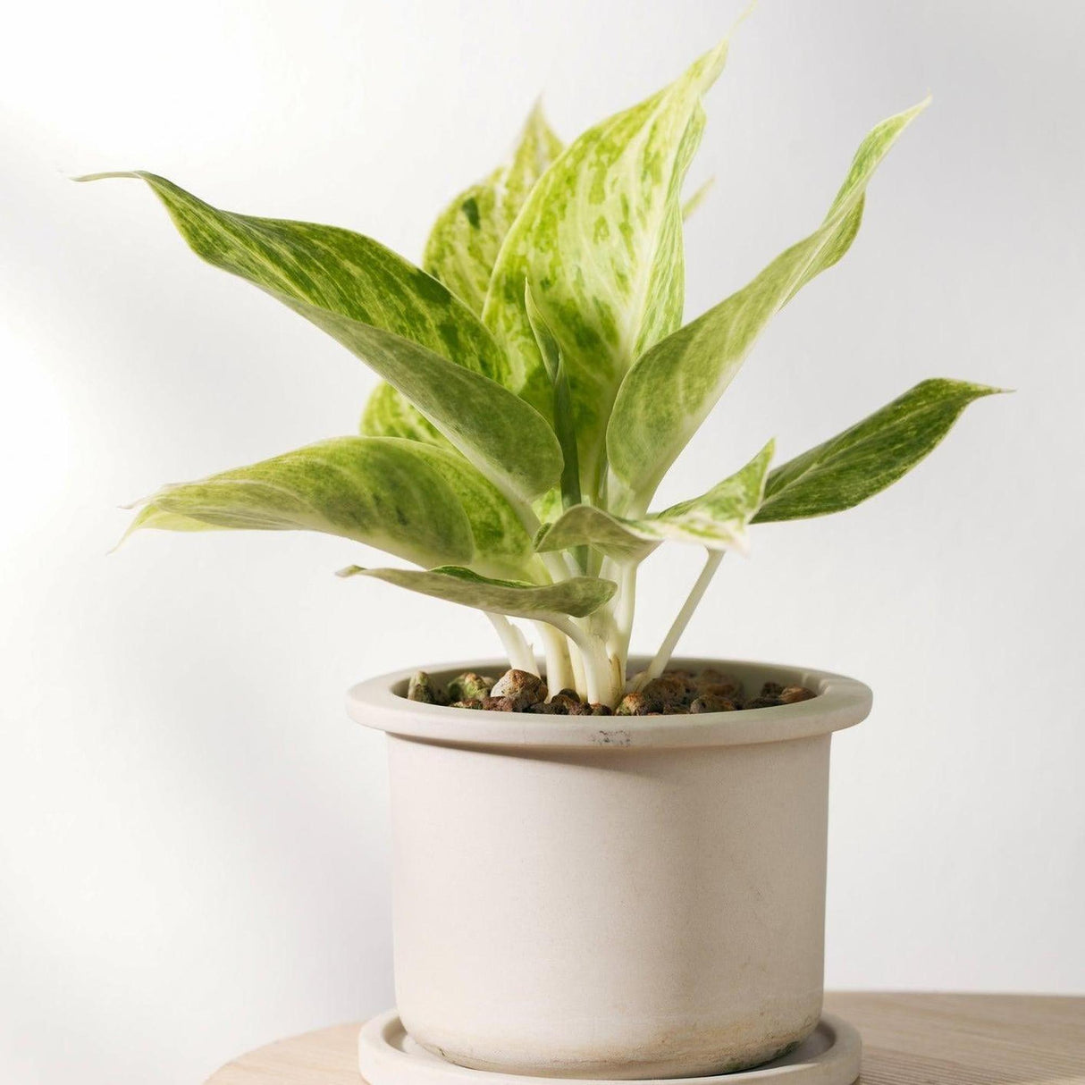 aglaonema australia Chinese evergreens - Aglaonema Eileen