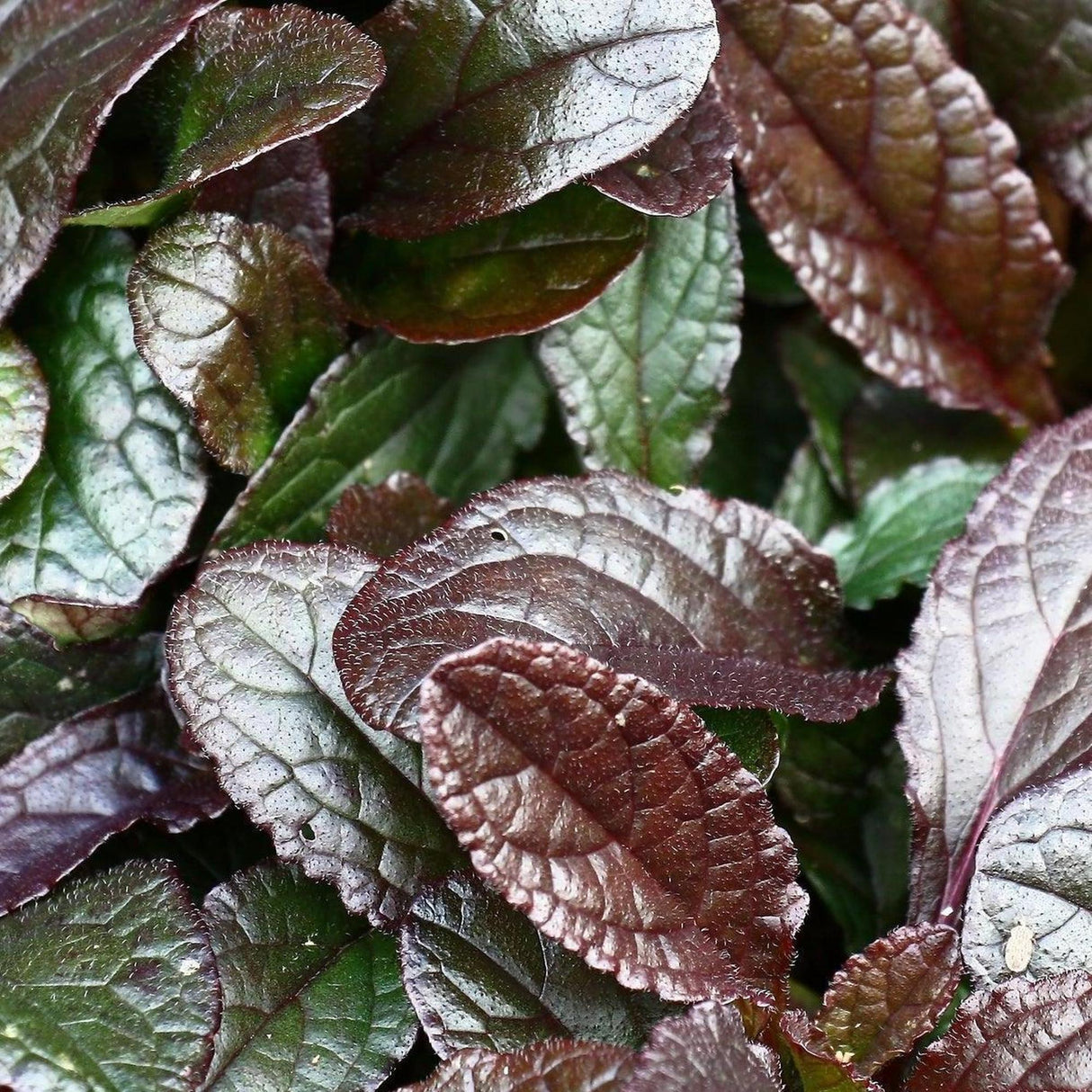 Chocolate Chip Bugleweed - Ajuga reptans 'Chocolate Chip'-Evergreen,Ground Cover,Moderate Water,Ornamental,Outdoor,Partial Shade,Slow Growing-Nursery Near Me