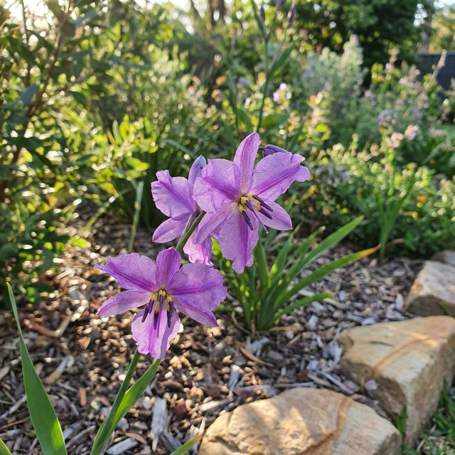 Purple, fragrant flowers of the Chocolate Lily (Arthropodium strictum/Dichopogon strictus), a native Australian perennial, bloom among green leaves in sunlight, set against a garden backdrop of rocks and mulch.