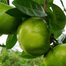 Chocolate Persimmon Tree
