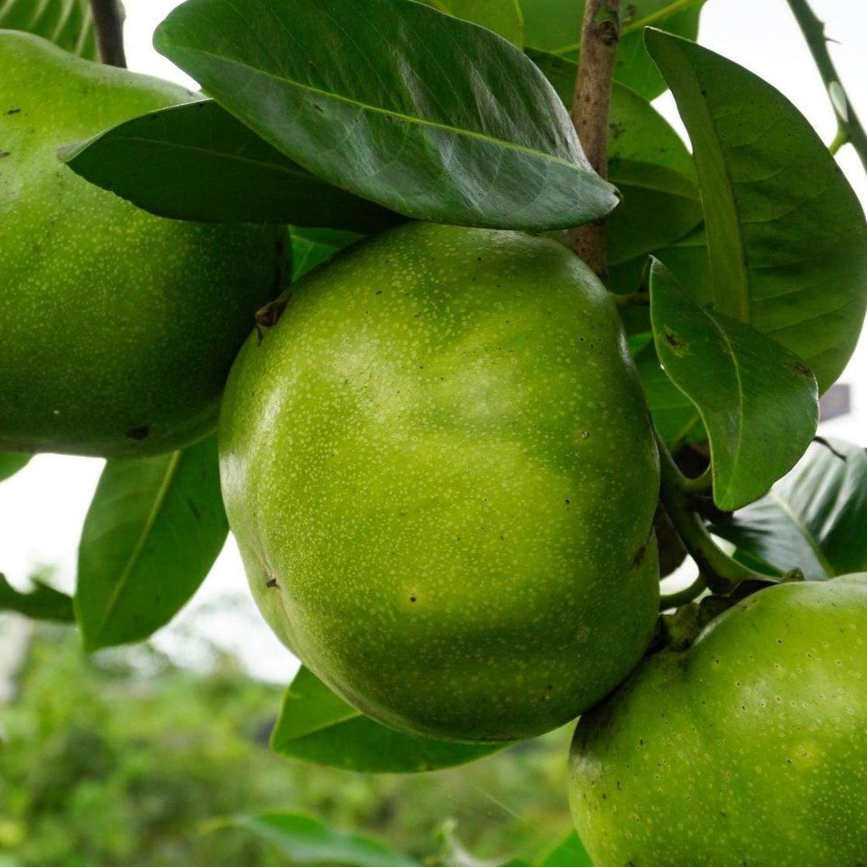 Chocolate Persimmon Tree - Black Sapote Tahiti Diospyros nigra-Evergreen,Fruiting,Full Sun,Moderate Growing,Moderate Water,Outdoor,Tree-Nursery Near Me