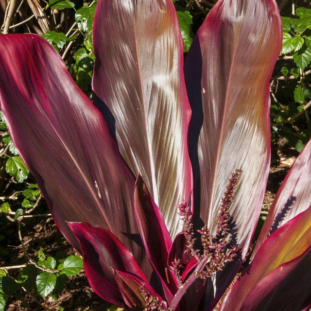 Chocolate Queen Cordyline - Cordyline fruticosa 'Chocolate Queen'-Evergreen,Moderate Water,Ornamental,Outdoor,Partial Shade,Slow Growing,Tropical-Nursery Near Me