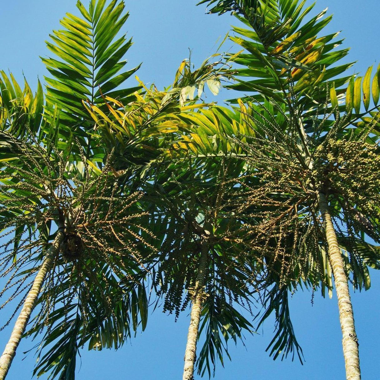 hanging palm plant Christmas Palm - Veitchia merrillii