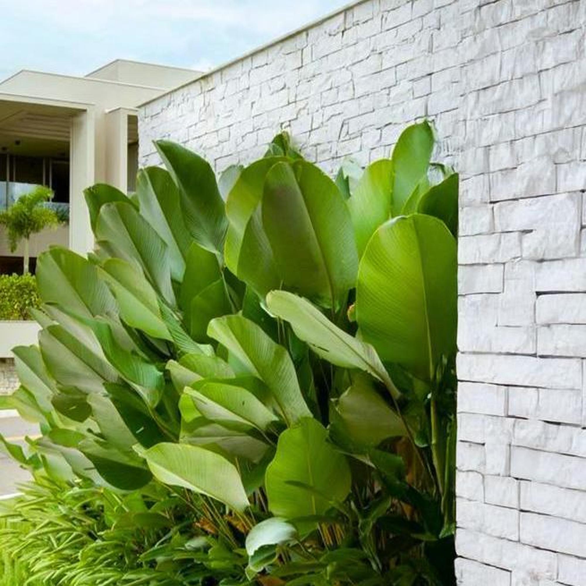 cigar plant indoor Cigar Plant - Calathea lutea