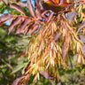 Claret Ash