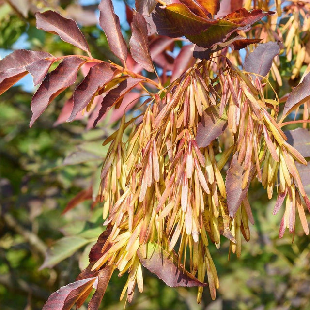 Claret Ash - Fraxinus angustifolia 'Raywood'-Deciduous,Fast Growing,Full Sun,Moderate Water,Outdoor,Screening,Tree-Nursery Near Me