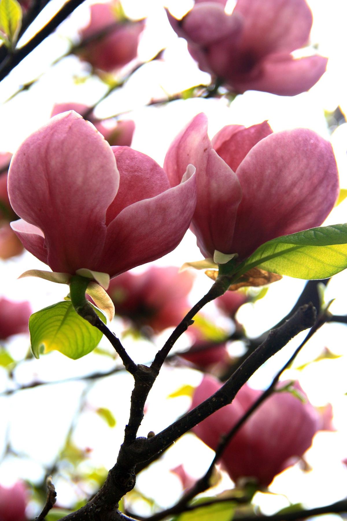 Cleopatra Magnolia - Magnolia 'Cleopatra'-Deciduous,Flowering,Full Sun,Moderate Growing,Moderate Water,Outdoor,Tree-Nursery Near Me