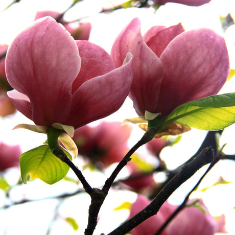 Cleopatra Magnolia - Magnolia 'Cleopatra'-Deciduous,Flowering,Full Sun,Moderate Growing,Moderate Water,Outdoor,Tree-Nursery Near Me