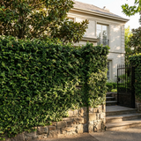 A house with large windows and a black metal gate, surrounded by green hedges, a stone wall, and Climbing Fig - Ficus pumila, a fast-growing climber that adds lush texture to the landscape.