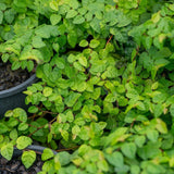 Close-up of green Climbing Fig - Ficus pumila leaves, a fast-growing climber ideal for pots outdoors—perfect as an evergreen wall cover.
