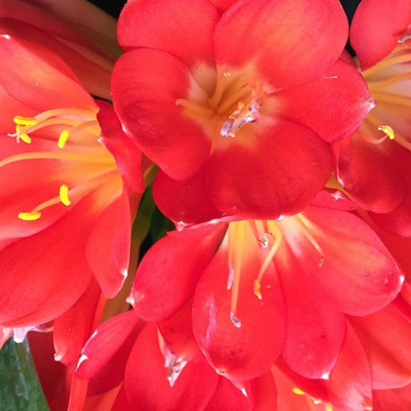 Clivia Belgian Hybrid - Clivia miniata Belgian Hybrid-Evergreen,Flowering,Moderate Water,Ornamental,Outdoor,Partial Shade,Slow Growing-Nursery Near Me