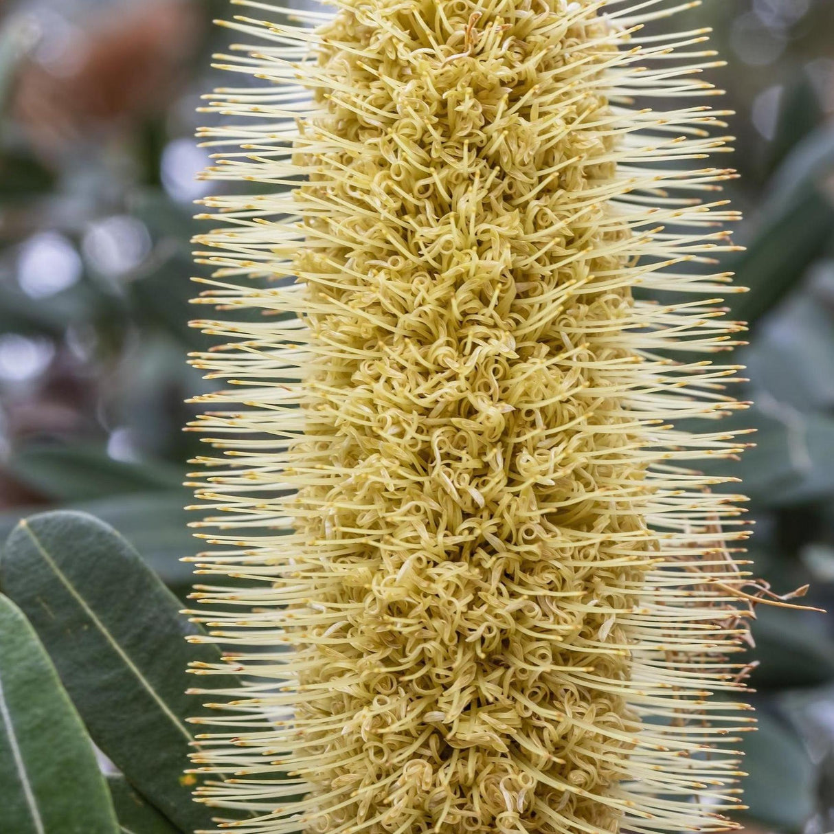 Coast Banksia - Banksia integrifolia-Evergreen,Full Sun,Low Water,Moderate Growing,Native,Outdoor,Screening,Tree-Nursery Near Me