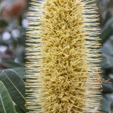 Coast Banksia - Banksia integrifolia-Evergreen,Full Sun,Low Water,Moderate Growing,Native,Outdoor,Screening,Tree-Nursery Near Me