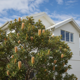A Coast Banksia - Banksia integrifolia, a classic Australian native tree, blooms in front of a white house under a blue sky with clouds.
