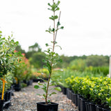 Coast Banksia - Banksia integrifolia-Evergreen,Full Sun,Low Water,Moderate Growing,Native,Outdoor,Screening,Tree-Nursery Near Me