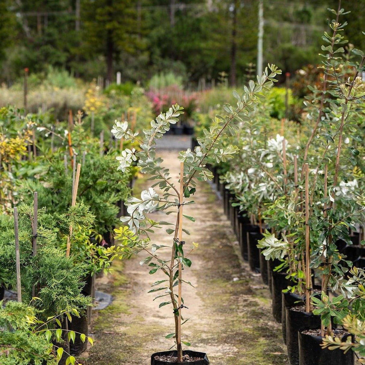 Coast Banksia - Banksia integrifolia-Evergreen,Full Sun,Low Water,Moderate Growing,Native,Outdoor,Screening,Tree-Nursery Near Me