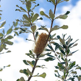 Coast Banksia - Banksia integrifolia-Evergreen,Full Sun,Low Water,Moderate Growing,Native,Outdoor,Screening,Tree-Nursery Near Me