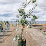 Coast Banksia - Banksia integrifolia-Evergreen,Full Sun,Low Water,Moderate Growing,Native,Outdoor,Screening,Tree-Nursery Near Me