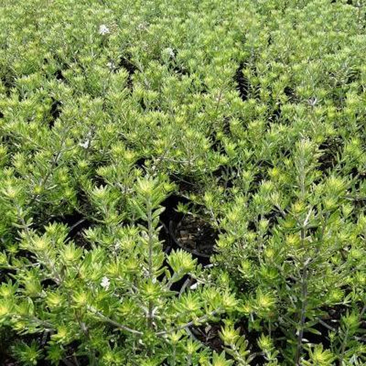 Coastal Rosemary - Westringia fruticosa 'Zena'-Evergreen,Full Sun,Moderate Growing,Moderate Water,Native,Outdoor,Shrub-Nursery Near Me