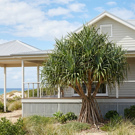 The Coastal Screw Pine - Pandanus Pedunculatus adds a bold tropical touch in front of a modern beach house, complementing its spacious porch and stunning ocean view.