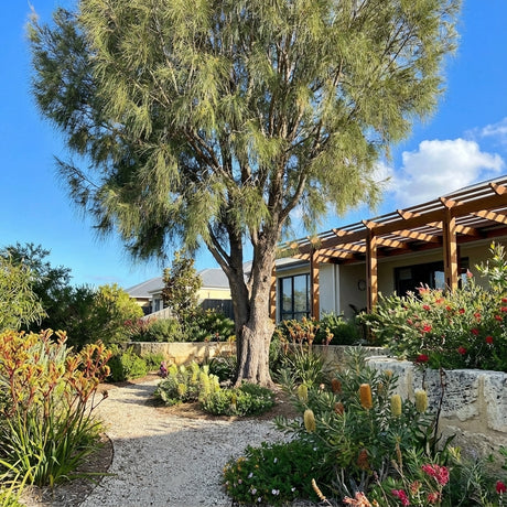 The Coastal She-oak (Casuarina equisetifolia) provides welcome shade for a garden bed and gravel path beside a house, making it an ideal coastal windbreak.