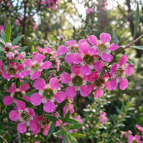 Coastal Tea Tree (Leptospermum laevigatum) features clusters of small pink flowers and green leaves with glistening water droplets—an eye-catching Australian native, perfect for evergreen screening.