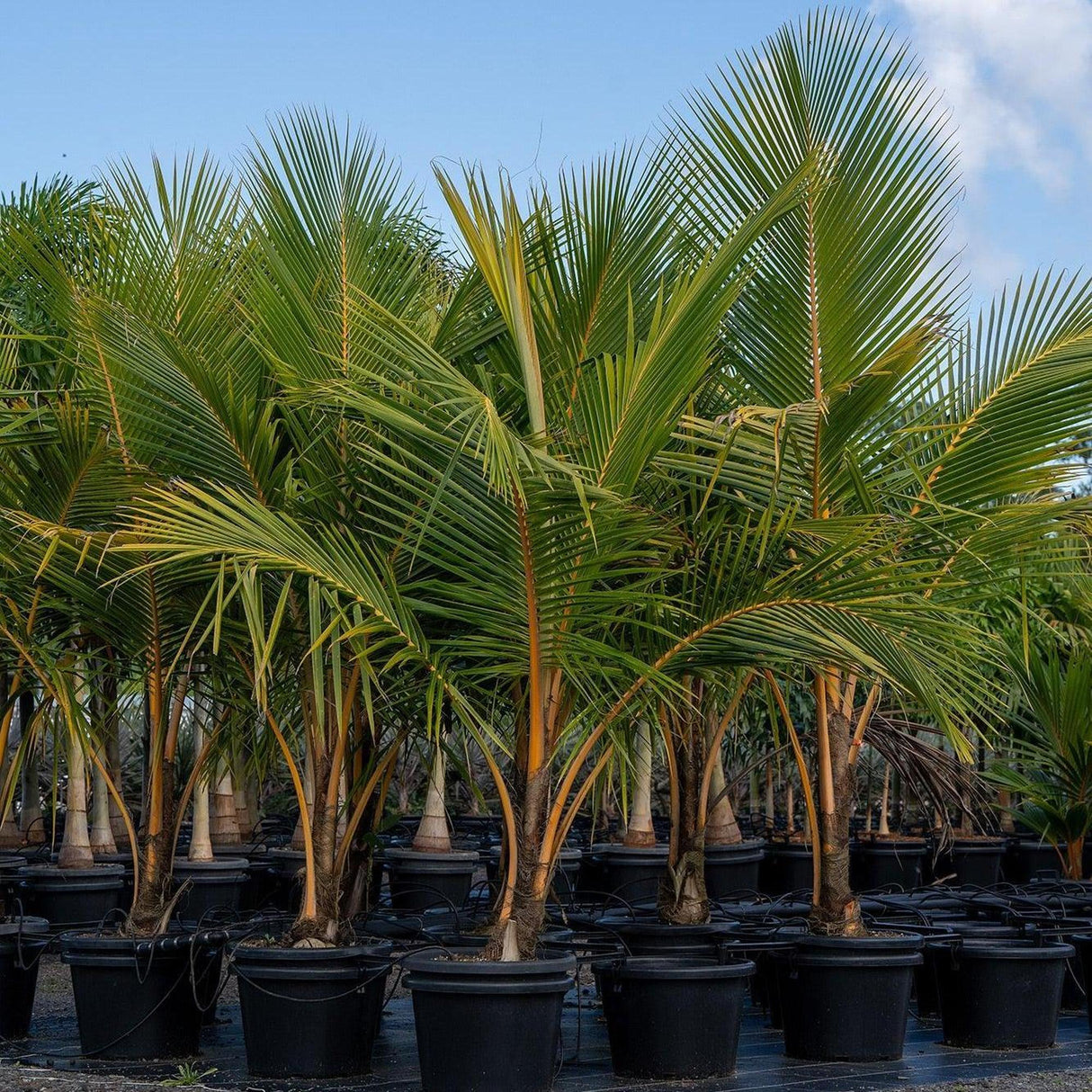 coconut palm pictures Coconut Palm - Cocos nucifera