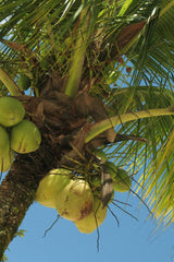 Coconut Palm - Cocos nucifera-Evergreen,Fast Growing,Fruiting,Full Sun,High Water,Outdoor,Palm,Tropical-Nursery Near Me