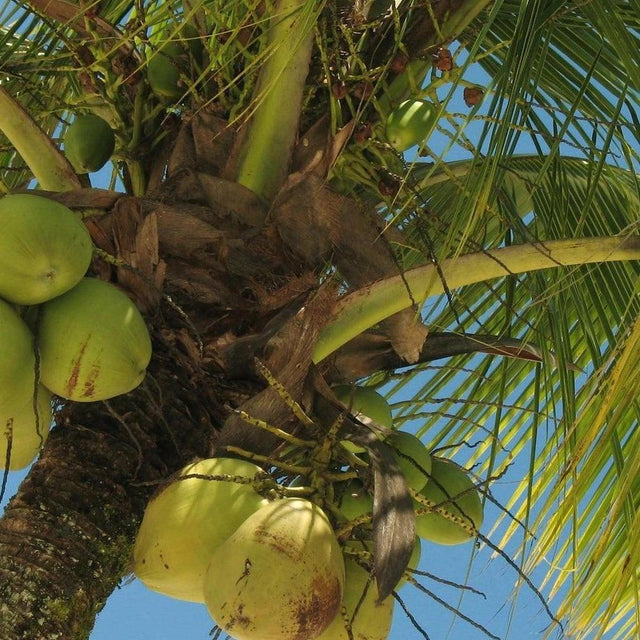 The low-maintenance Coconut Palm (Cocos nucifera) with its coconuts set against a clear blue sky creates the ideal tropical feature.-Nursery Near Me