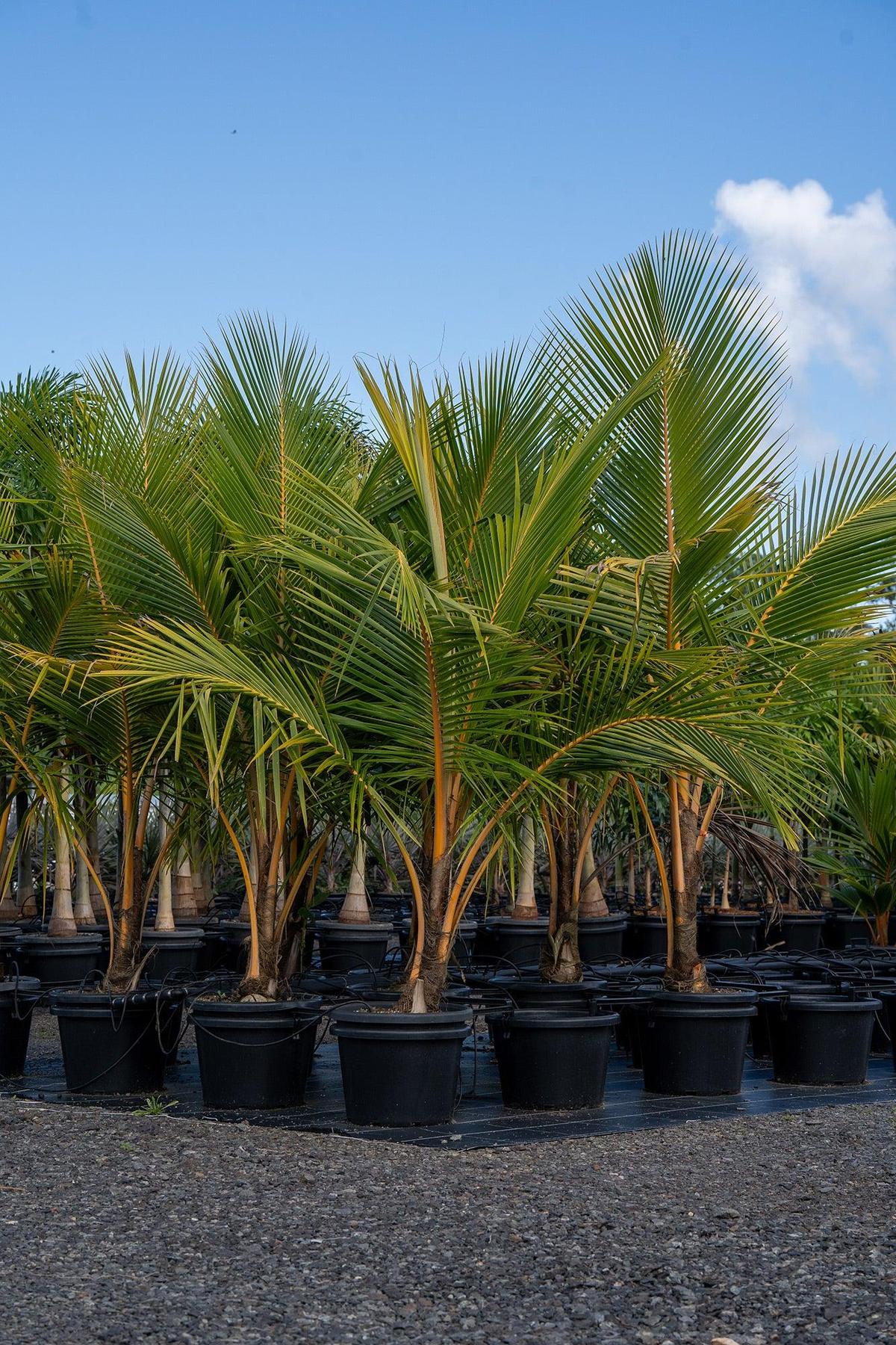 Coconut Palm - Cocos nucifera-Evergreen,Fast Growing,Fruiting,Full Sun,High Water,Outdoor,Palm,Tropical-Nursery Near Me