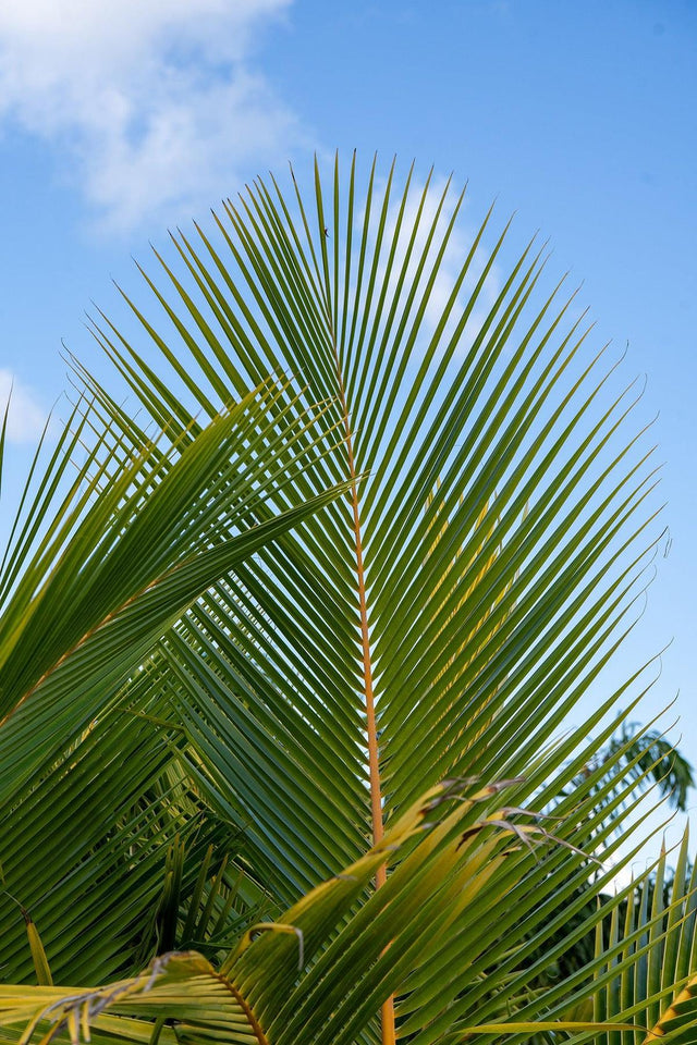 Coconut Palm - Cocos nucifera-Evergreen,Fast Growing,Fruiting,Full Sun,High Water,Outdoor,Palm,Tropical-Nursery Near Me