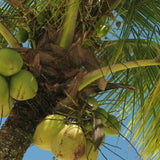Green coconuts grow on the tall Coconut Palm (Cocos nucifera), featuring large leaves against a clear blue tropical sky.