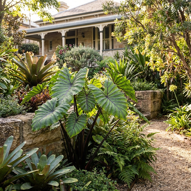 Lush garden with large leafy plants, featuring Colocasia ‘Pharaoh’s Mask’ as a striking tropical highlight, and a stone path leading to the house veranda.