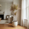 Colorama Dragon Tree