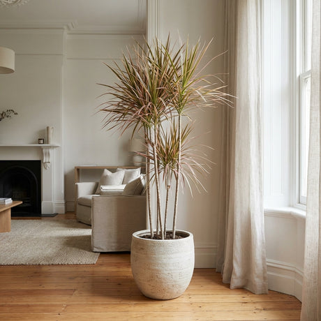 The Colorama Dragon Tree (Dracaena marginata 'Colorama') makes a striking, low-maintenance feature in any bright living room with wooden floors and neutral furniture—perfect for modern indoor spaces.