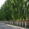 Columnar Poplar