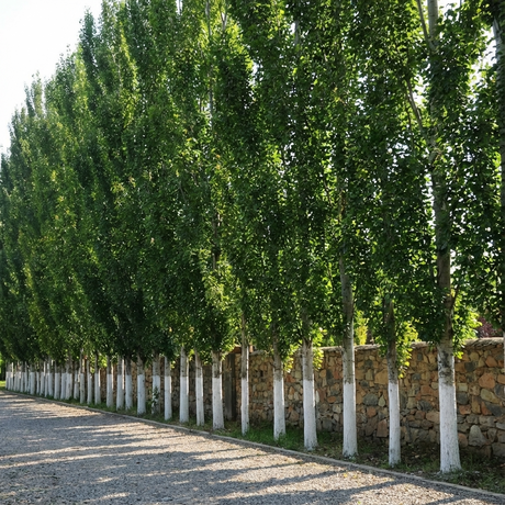 Columnar Poplar (Populus simonii ‘Fastigiata’), a popular fast-growing tree for privacy screening, lines a stone wall with white-painted lower trunks beside a gravel path on a sunny day.