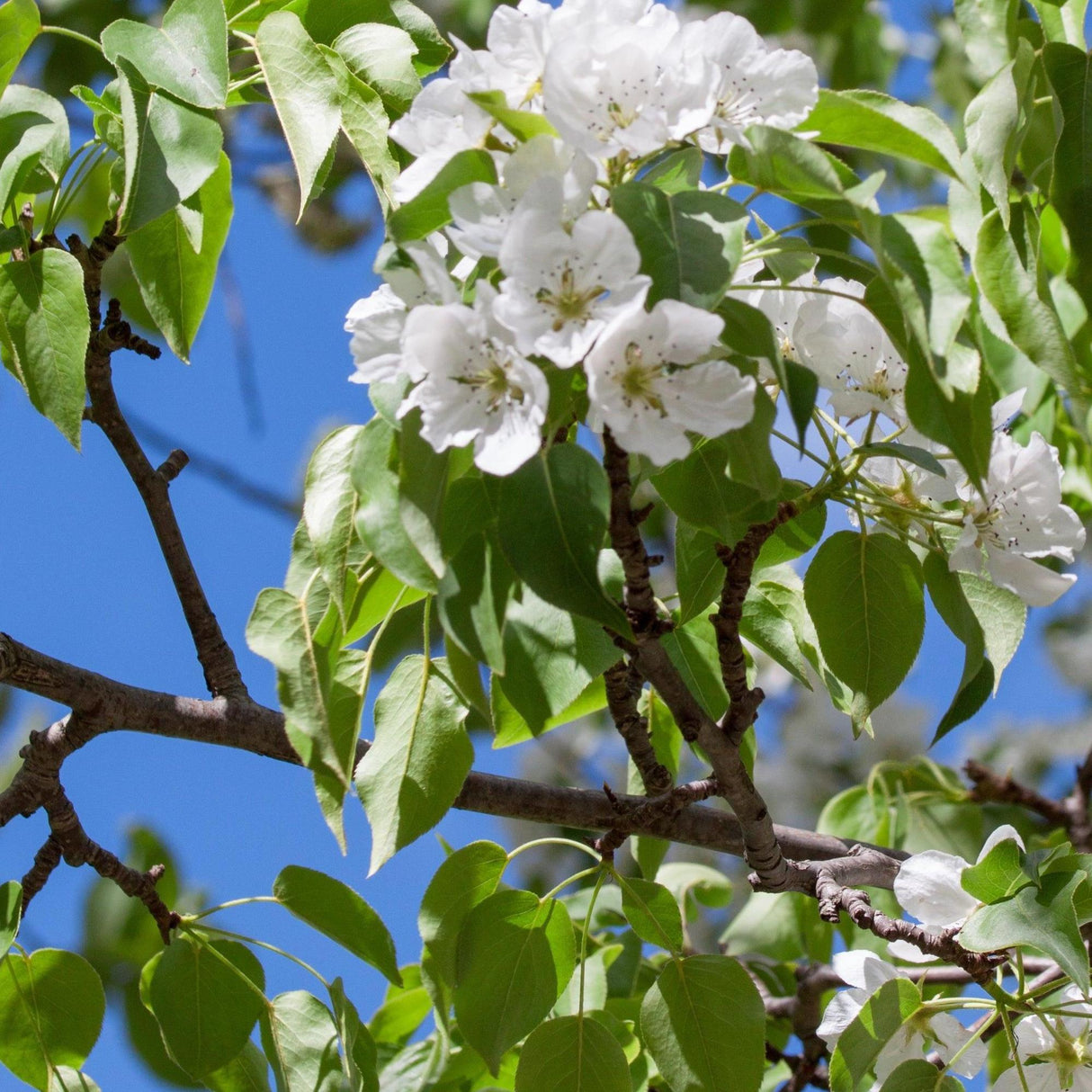 Common Pear Tree - Pyrus communis-Deciduous,Fruiting,Full Sun,Moderate Growing,Moderate Water,Outdoor,Tree-Nursery Near Me