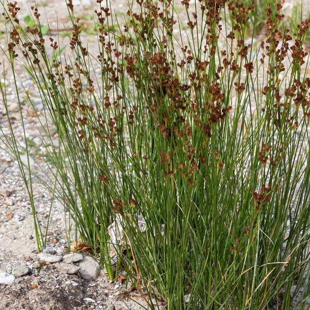 Common Rushes Plan Common Rush - Juncus usitatus 'Common Rush' | Buy Online Australia ...