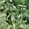 Common Tussock Grass