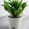 Compact Dragon Tree