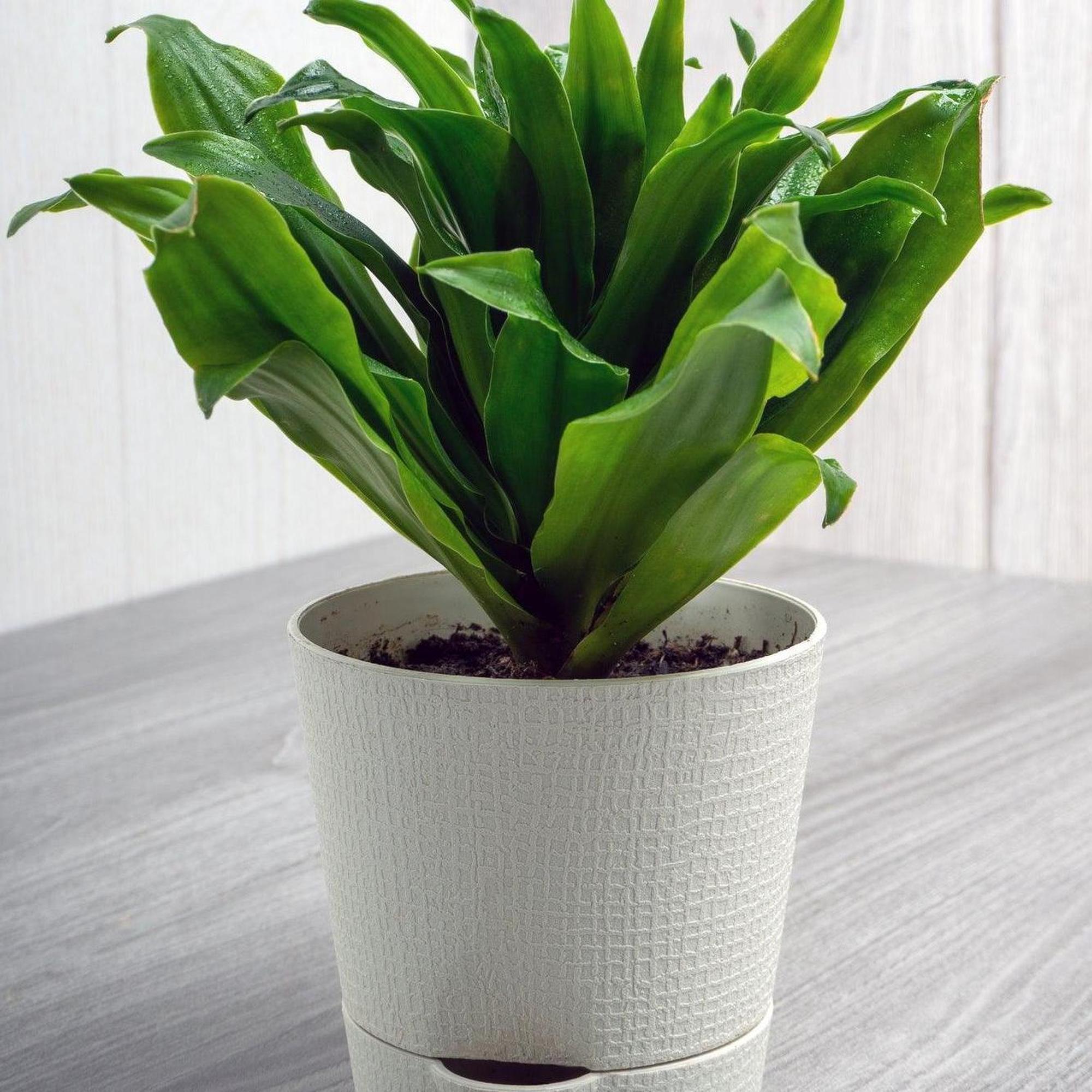compact dracaena Compact Dragon Tree - Dracaena compacta