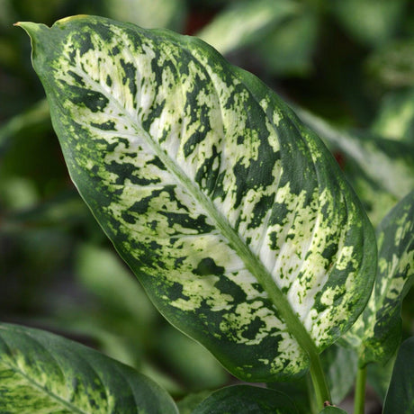 Compact Dumb Cane - Dieffenbachia compacta-Evergreen,Indoor,Moderate Water,Ornamental,Partial Shade,Slow Growing,Tropical-Nursery Near Me