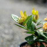 Compact Gold Ixora - Ixora chinensis 'Compact Gold'-Evergreen,Flowering,Moderate Growing,Moderate Water,Outdoor,Partial Shade,Tropical-Nursery Near Me