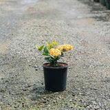 Compact Gold Ixora - Ixora chinensis 'Compact Gold'-Evergreen,Flowering,Moderate Growing,Moderate Water,Outdoor,Partial Shade,Tropical-Nursery Near Me