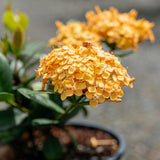 Compact Gold Ixora - Ixora chinensis 'Compact Gold'-Evergreen,Flowering,Moderate Growing,Moderate Water,Outdoor,Partial Shade,Tropical-Nursery Near Me