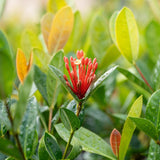 Compact Orange Ixora - Ixora chinensis 'Compact Orange'-Evergreen,Fast Growing,Flowering,Full Sun,Moderate Water,Outdoor,Shrub-Nursery Near Me