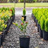 Compact Orange Ixora - Ixora chinensis 'Compact Orange'-Evergreen,Fast Growing,Flowering,Full Sun,Moderate Water,Outdoor,Shrub-Nursery Near Me